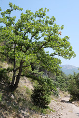 Mountain landscape with the image of the Crimean Mountains