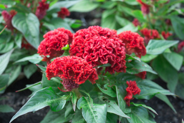 Cockscomb flower