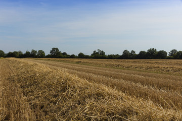 Fototapeta premium Stoppel Koppel mit blauem Himmel