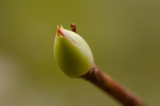 macro opname van een knop van de jasmijn
