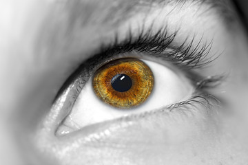 Image of man's brown eye close up.