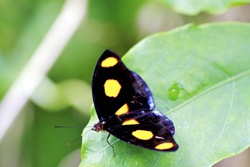 Shoemaker butterfly