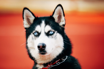 Young Husky Puppy Dog Sitting In Red Floor Outdoor