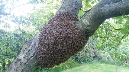 Fototapeta na wymiar Bee hive