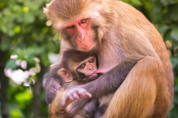 Mother monkey feeding her son