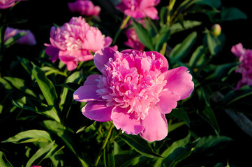Fototapeta premium Pink peony flowers on sunset