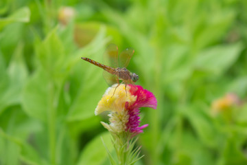 dragonfly and blossom