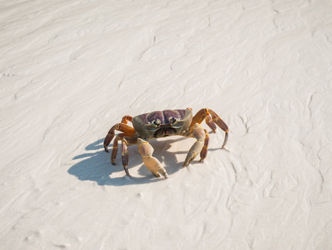 A Hairy Leg Mountain Crab walking on a beach