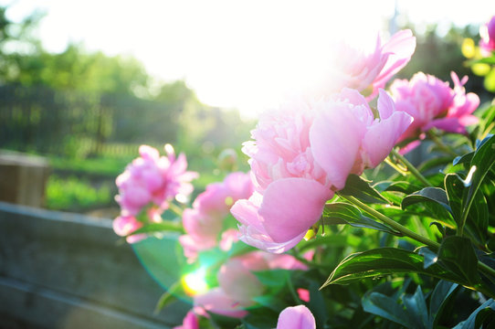 Fototapeta Pink peony flowers at sundown