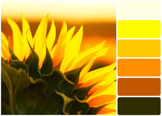 Beautiful sunflowers field and palette of colors