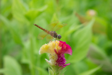 dragonfly and blossom