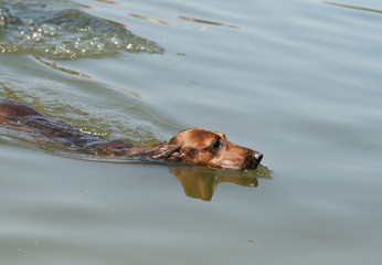 dachshund on beach