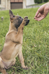 Belgian Malinois puppy. Little dog in the grass