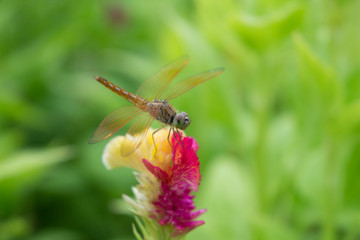 dragonfly and blossom