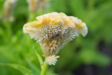 Bees collecting nectar from flower