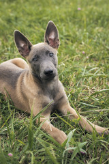 Belgian Malinois puppy. Little dog in the grass