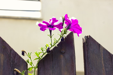 Spring flowers in Israel