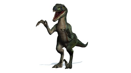 Fototapeta premium velociraptor dinosaurs - isolated on white background