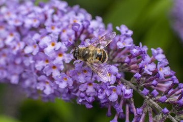 Honey bee