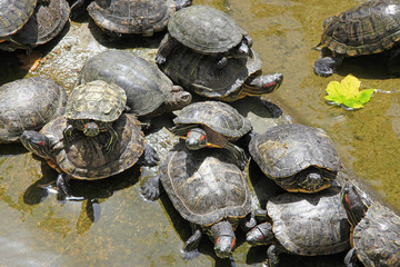 Turtles