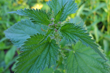 Brennnessel (Urtica)