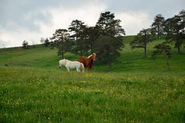 Fototapeta premium White and brown horse on green field