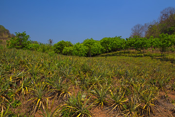 Obraz premium Pineapple plantation