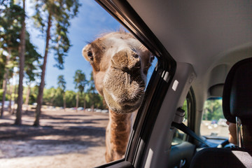 A camel looking in the window of a car