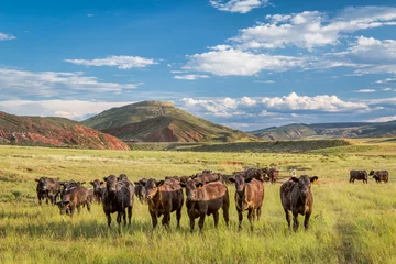 Schilderijen op glas Open range cattle in Colorado © MarekPhotoDesign.com