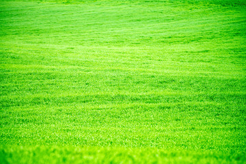 Obraz premium Grass background