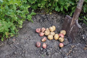 Kartoffeln