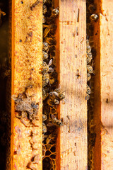 Busy bees, close up view of the working bees on honeycomb.