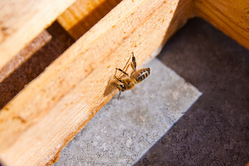 Сlose up view of the working bee.