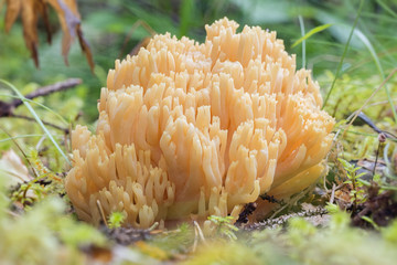 Coral fungi in orange color at forest floor at late summer