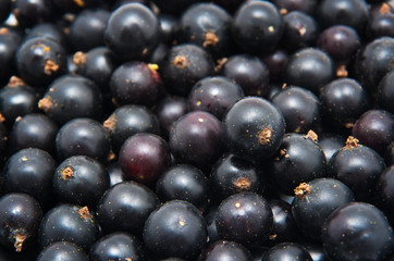 black currant background