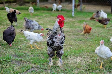 Hens, rooster and chickens raised an a organic farm