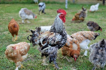 Hens, rooster and chickens raised an a organic farm