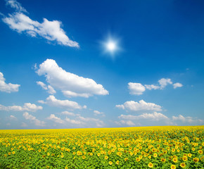 field of sunflowers