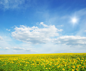 Fototapeta premium field of sunflowers