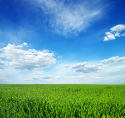 Obraz premium green field