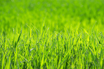 green grass