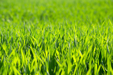 Fototapeta premium trawa tło