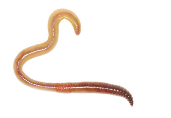  earthworm on white