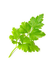  parsley