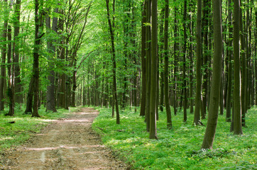 Obraz premium forest