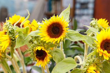 Tuscany sunflowers closeup