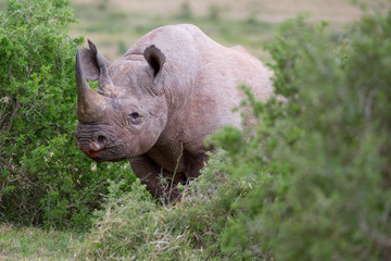 Handsome Black Rhino