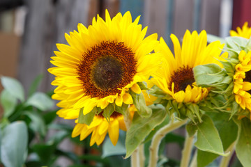 Tuscany sunflowers closeup