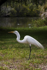 The great white egret on a background of green grass. White Crane