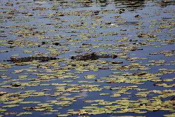  aligator  resting on the  river. Myakka River .